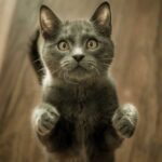 Maladie des griffes du chat : prévenir et protéger