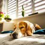 10 idées pour occuper son chien pendant votre absence : Jouets, puzzles et activités stimulantes pour un chien heureux