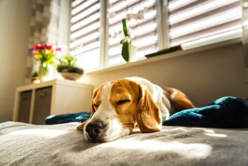 occuper son chien pendant votre absence