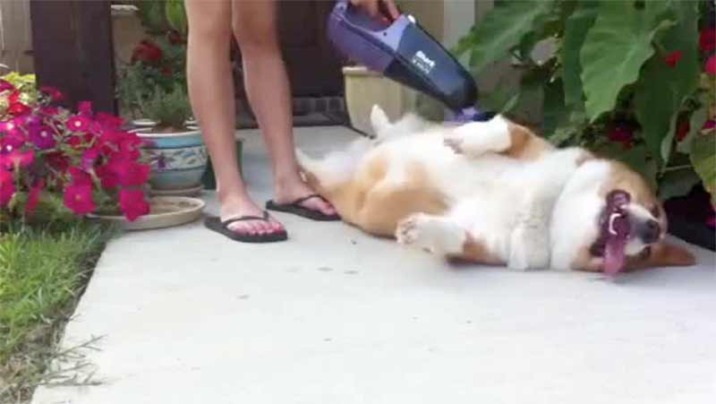 passer aspirateur sur son chien