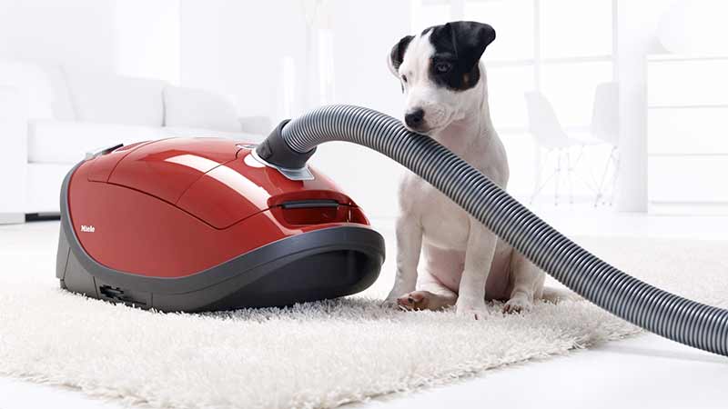 pourquoi chien à peur d&#039;aspirateur