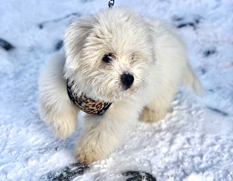 protégez les pattes de votre chien des dangers de l'hiver