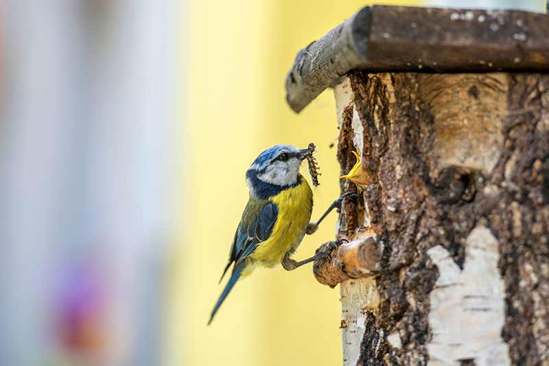 protégez vos nichoirs à oiseaux