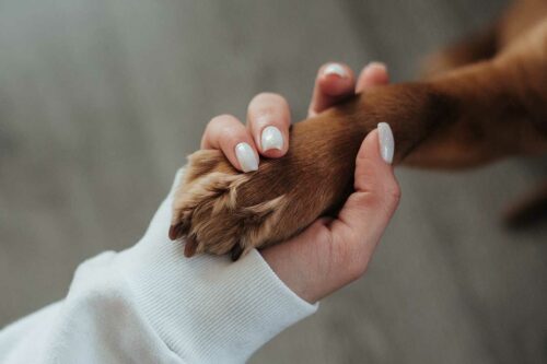 conseils pour protéger les pattes du chien en hiver