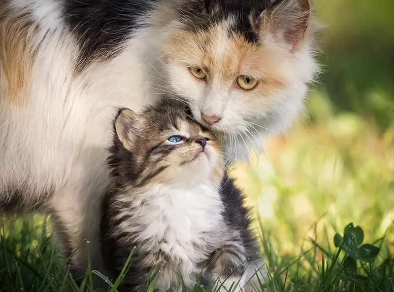 chaton avec sa mère