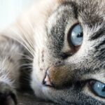 "Santé Oculaire des Chats Âgés : 7 Signes et Solutions à Connaître"