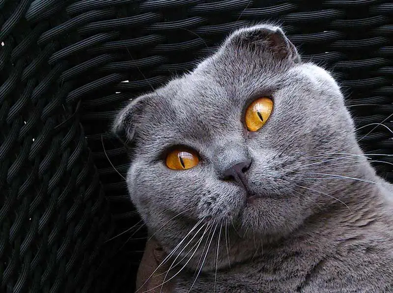 Les chats Scottish Fold et conjonctivite