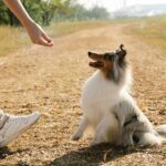 La méthode du renforcement positif pour éduquer son chien : Mode d'emploi