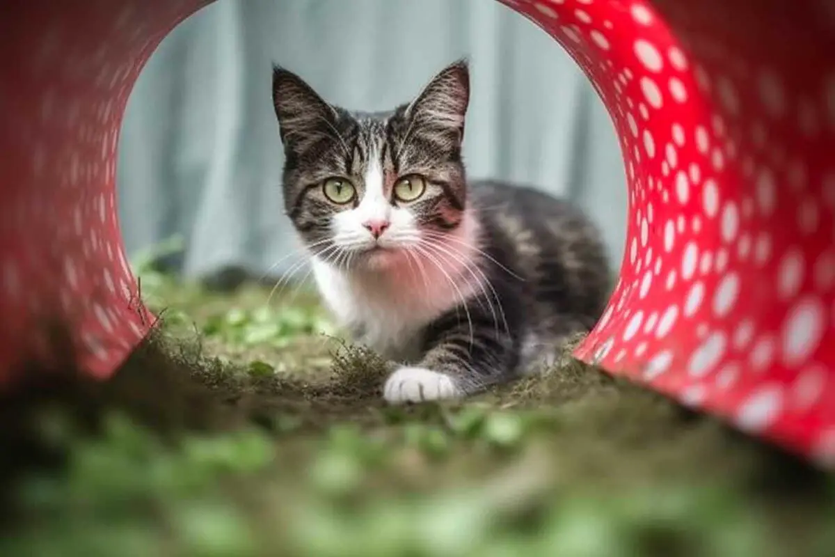 exercices pour chat diabétique