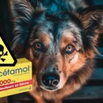 Le paracétamol chez les chiens : Précautions et alternatives pour soulager la douleur