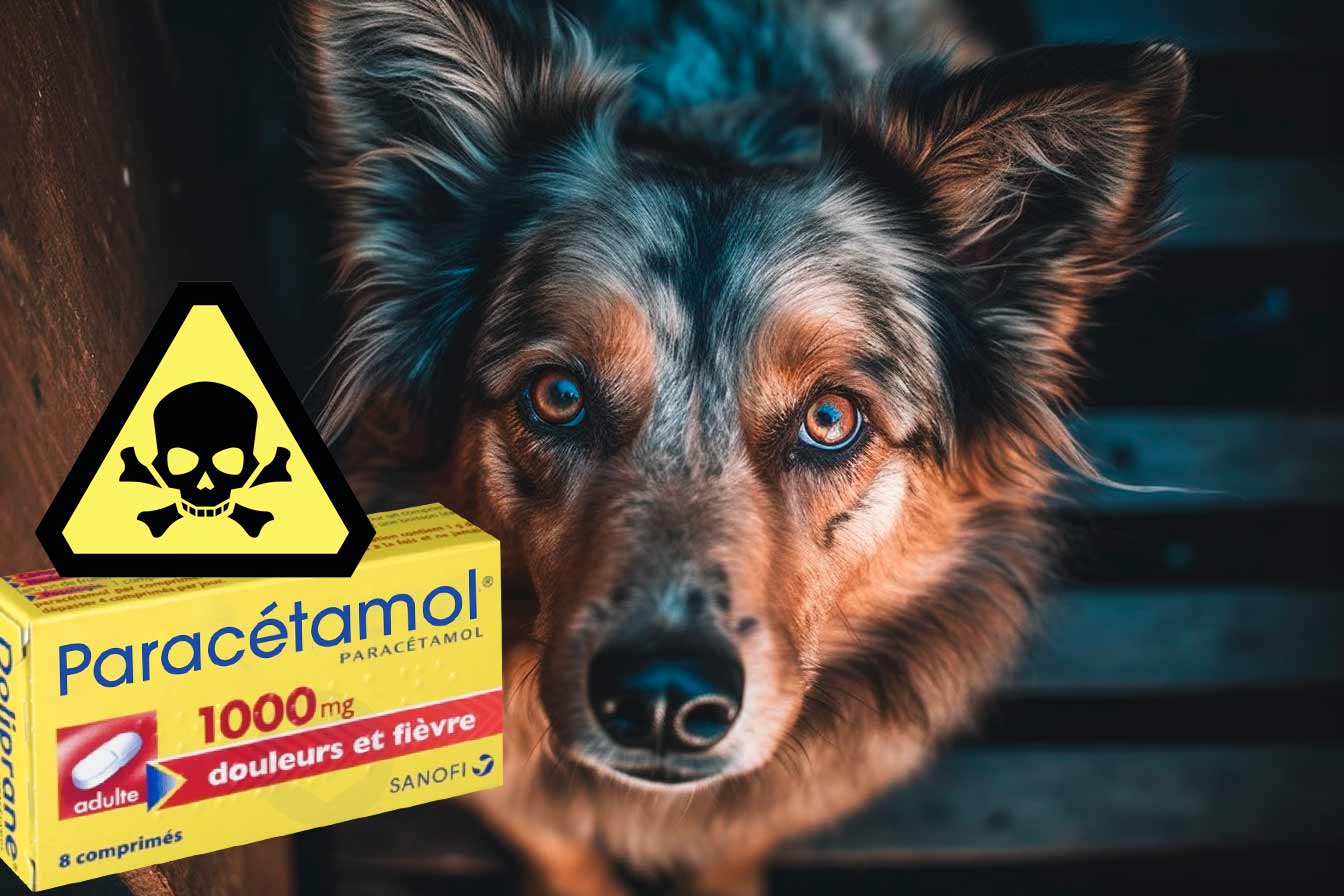 Peuton Donner du Paracétamol à son Chien, Quels Risques ? Remèdes Naturels pour Animaux