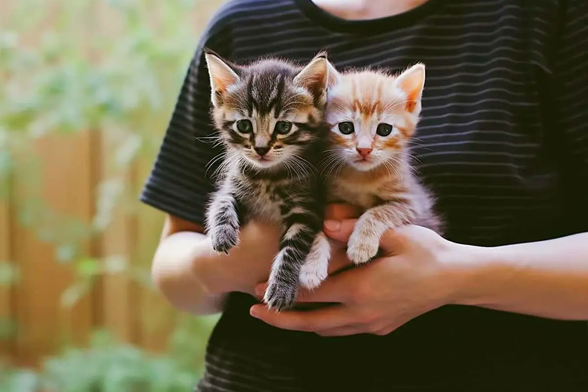 chat mâle ou chat femelle lequel adopter