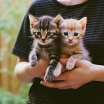 Chat mâle ou chat femelle : lequel adopter et pourquoi ?