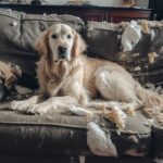 Mon chien détruit tout : comment gérer un chien destructeur et prévenir les comportements indésirables