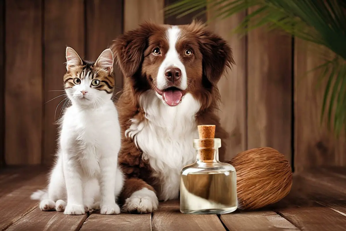 bienfaits huile coco pour soigner chiens et chats