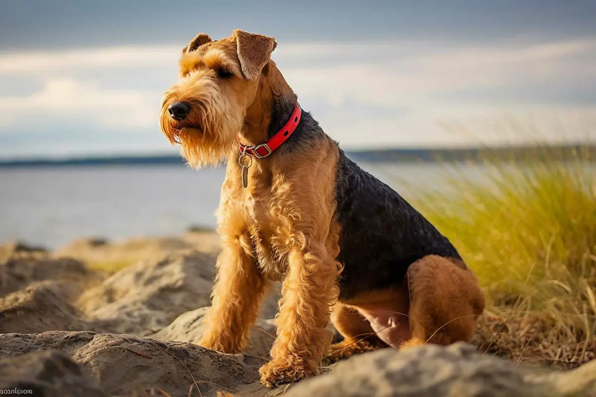 Race de chien Airedale Terrier