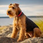 Airedale Terrier : Découverte de son origine, caractéristiques et singularités