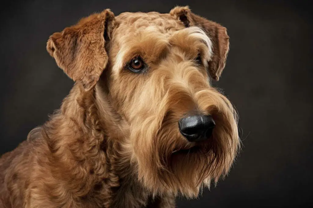 Photo Visage airedale terrier