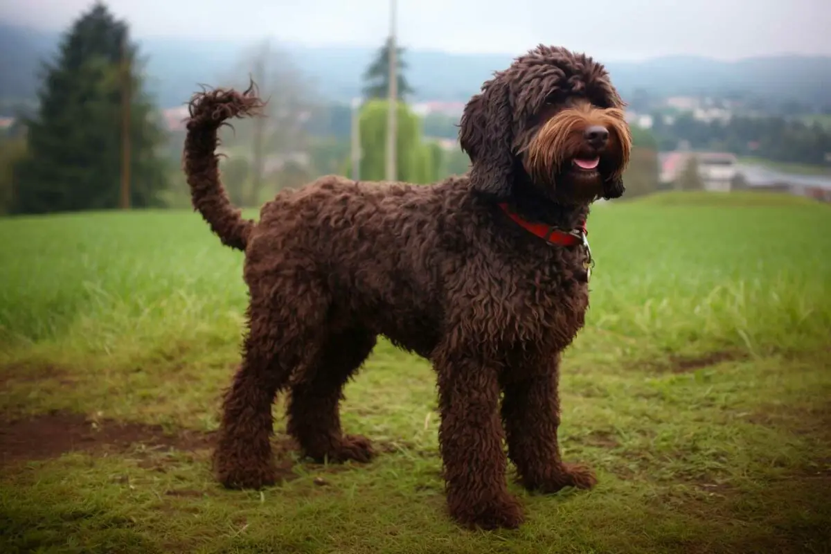 Barbet race de chien