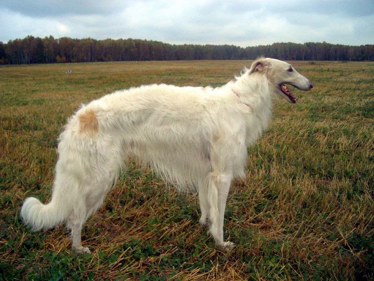 Barzoï race de chien