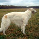 Barzoï : Le noble coureur de Russie - Exploration de cette race au pelage soyeux et au cœur fidèle.