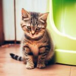 Constipation chez le chat : Découvrez le top des traitements naturels recommandés