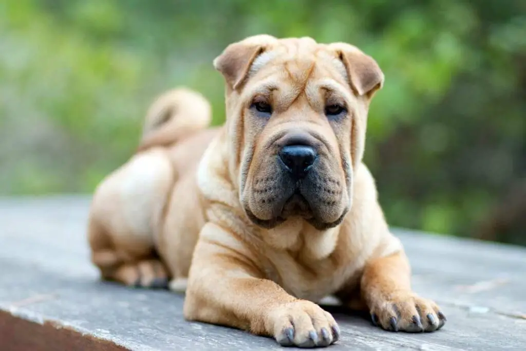 Description de la race Shar-peï