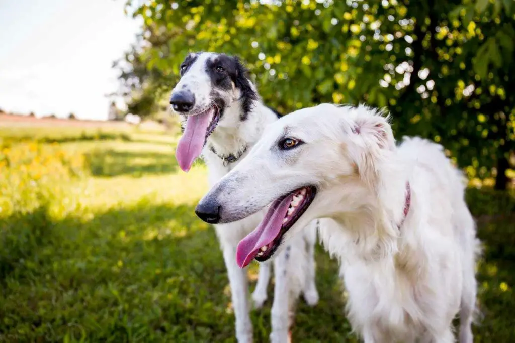 sociabilité chien Barzoi