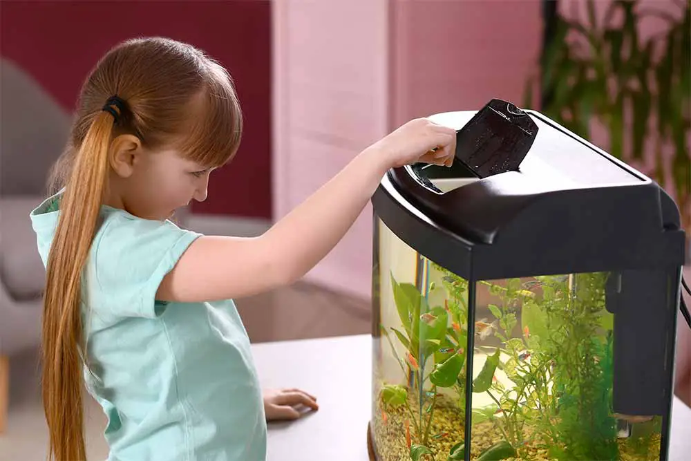 quand nourrir ses poissons aquarium