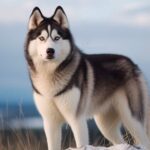 Husky : origine, caractère, santé. Tout sur cette étoile de la Sibérie.