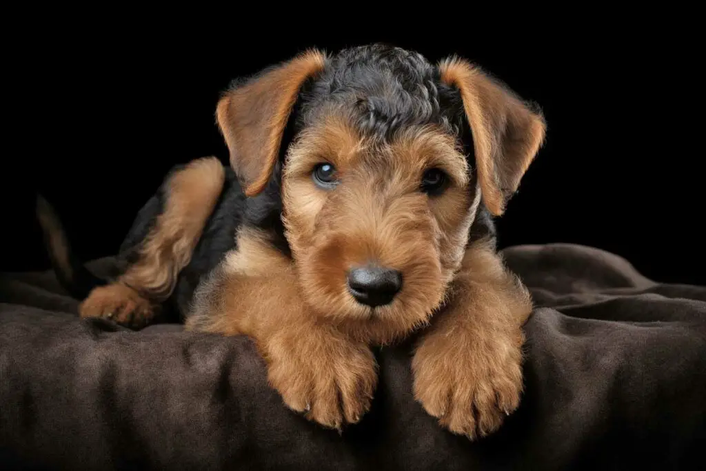 photo chiot Airedale terrier