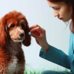 Quel est le meilleur médicament contre la diarrhée du chien en pharmacie ?