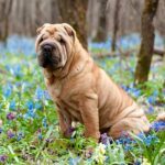 Shar-peï : Le plissé mystérieux de Chine - Exploration de cette race au tempérament distinctif