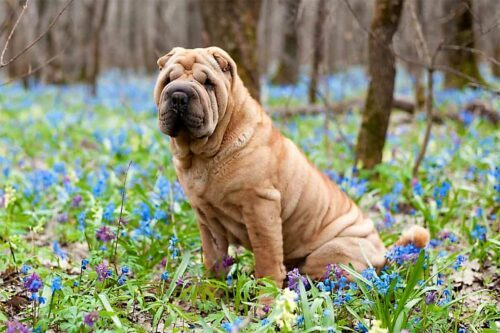 Shar-peï race de chien