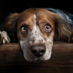 Le syndrome de privation chez le chien : Un défi comportemental à déchiffrer