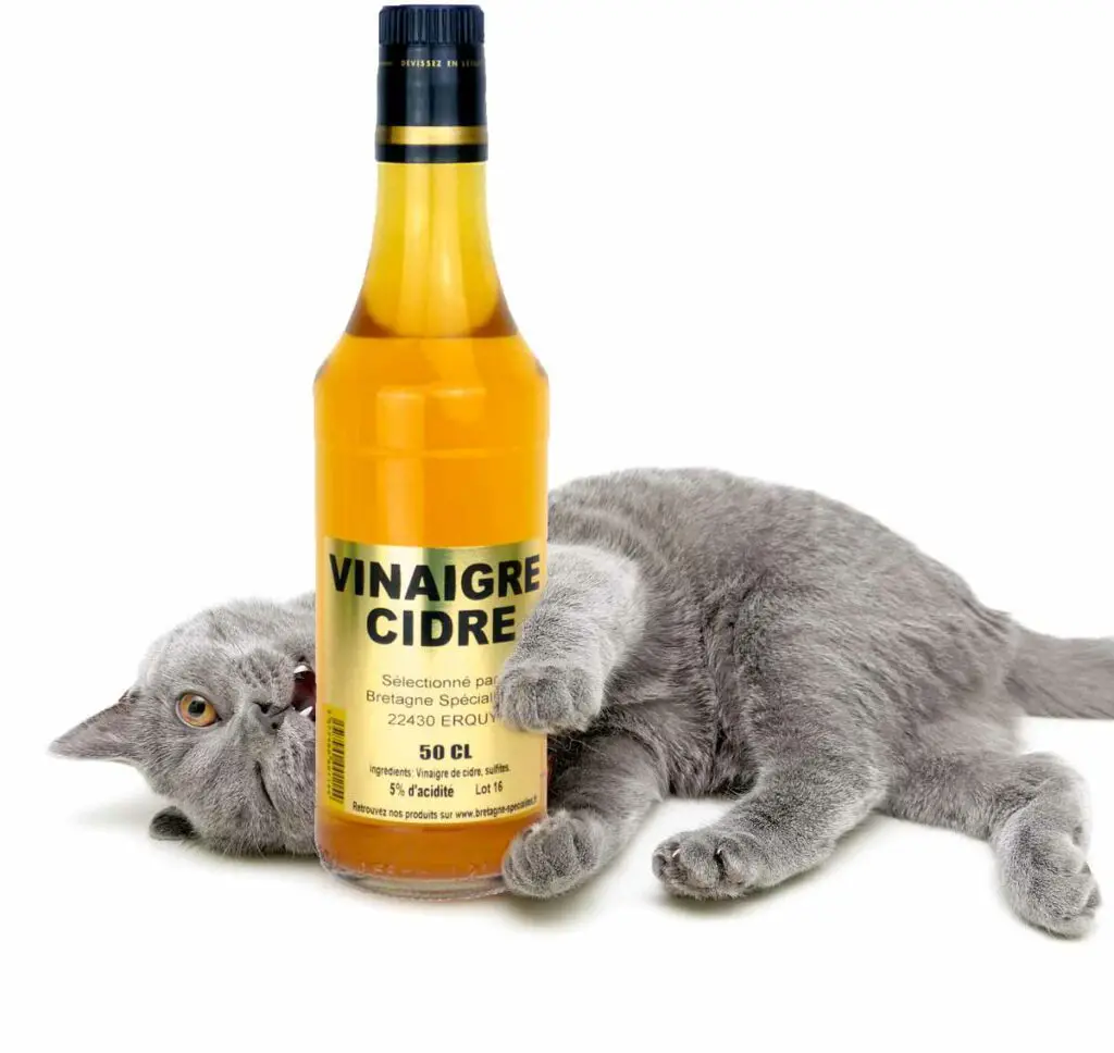 vinaigre de cidre chat