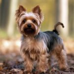 Yorkshire Terrier : Le petit chien au grand cœur