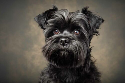 race de chien affenpinscher