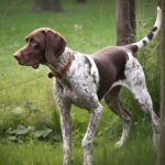 L'Ancien Chien d'Arrêt Danois : Découverte d'un chien de chasse unique
