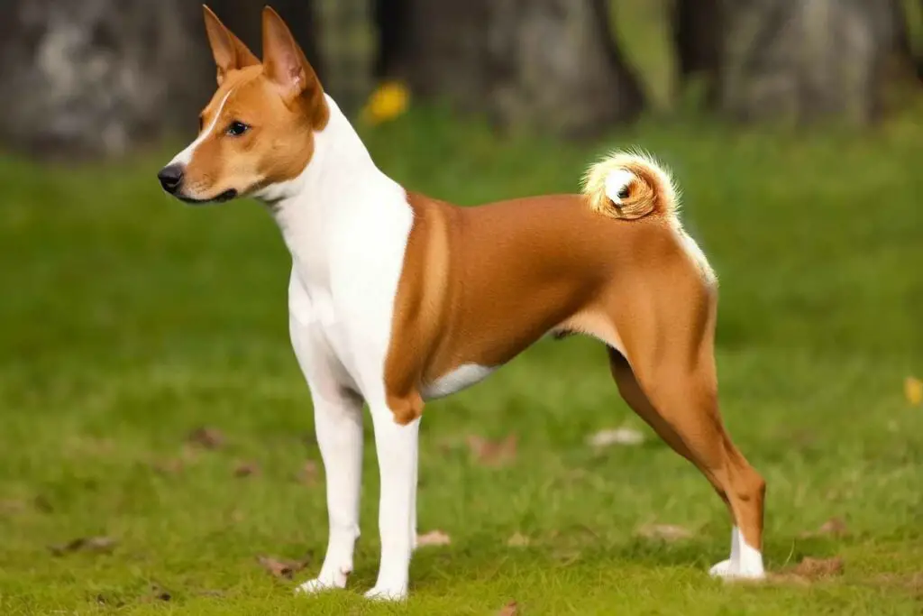 Basenji, particularité queue enroulee