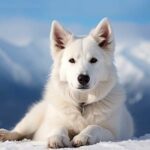 Berger Blanc Suisse : L'épopée d'une couleur, d'un héritage – Retour sur l'histoire d'une race emblématique