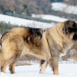 Berger du Caucase : Histoire, Caractéristiques et Tempérament du Gardien des Montagnes Caucasiennes