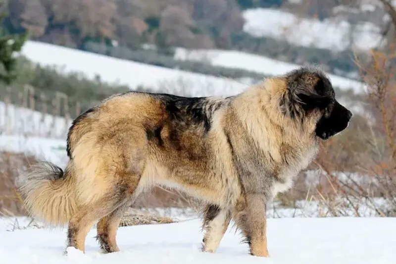 Berger du Caucase gardien majestueux des monts caucasiens Race de chien