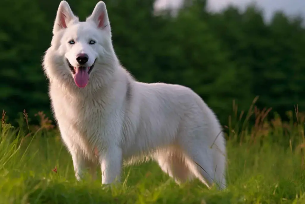 caractère berger blanc suisse