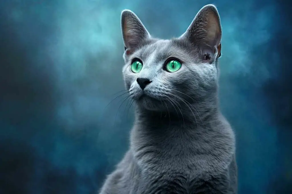 chat Bleu russe adulte - Caractère du chat Bleu Russe