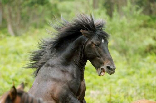 cheval qui a peur, que faire ?