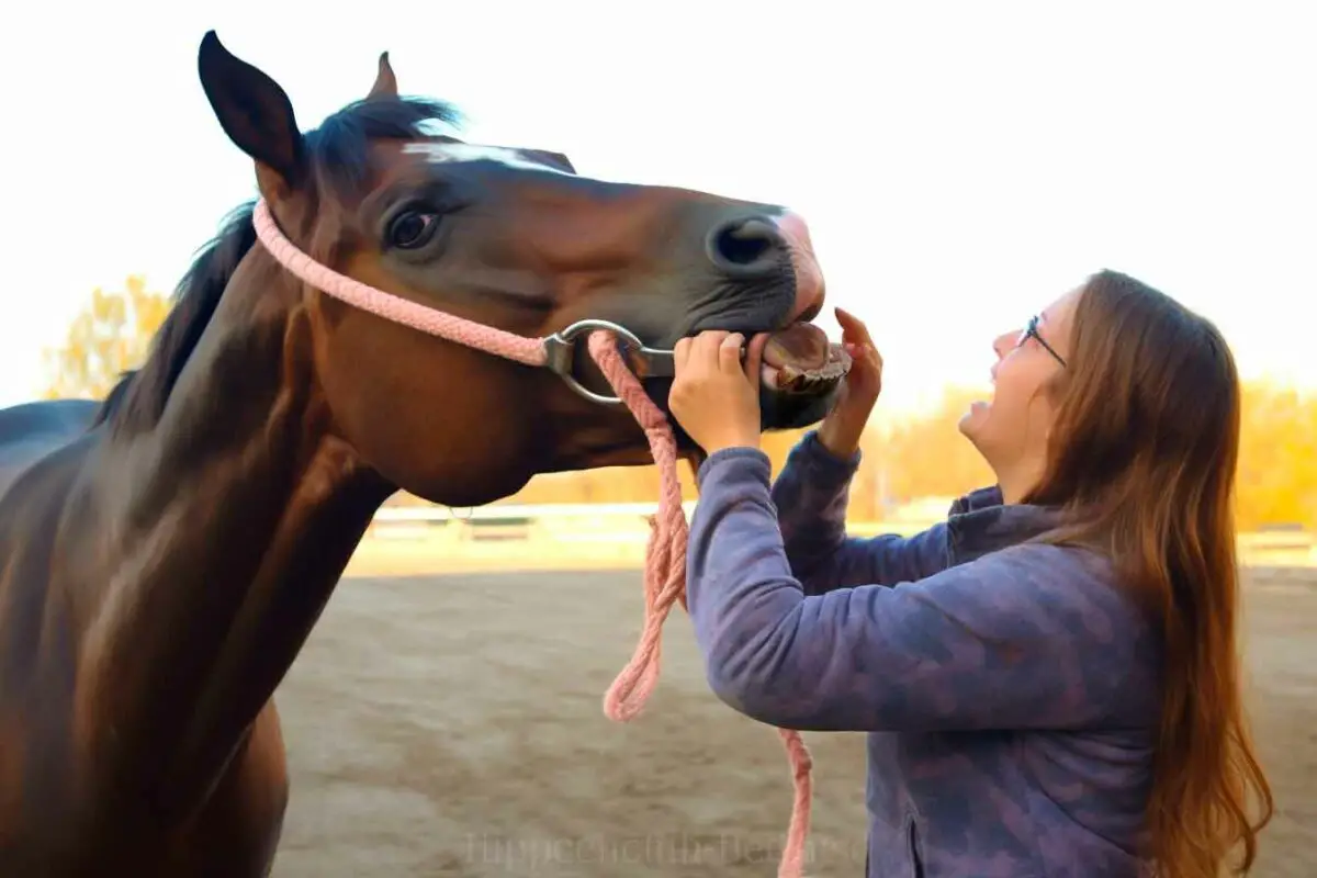 Cheval qui mord que faire