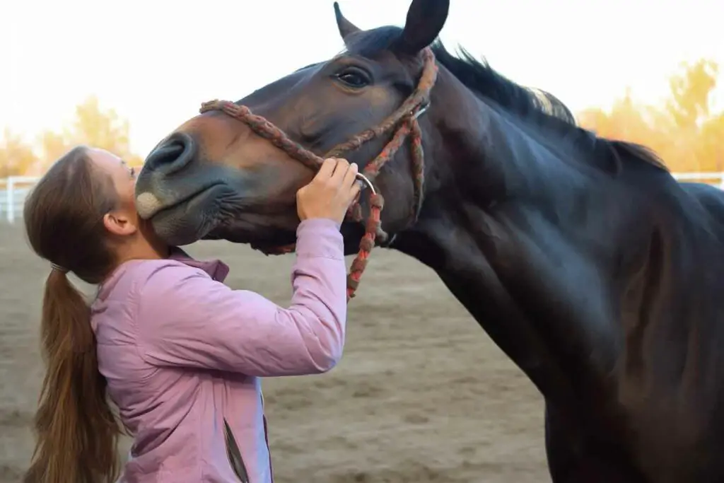 cheval qui mord : solutions pour gérer comportement