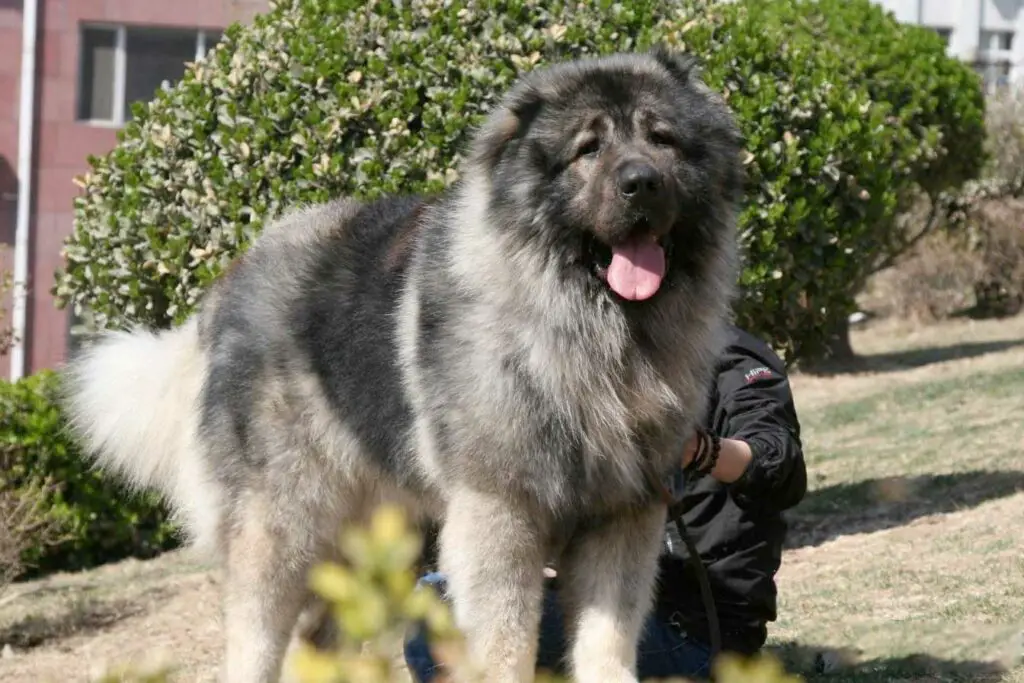 Chien géant Berger du Caucase