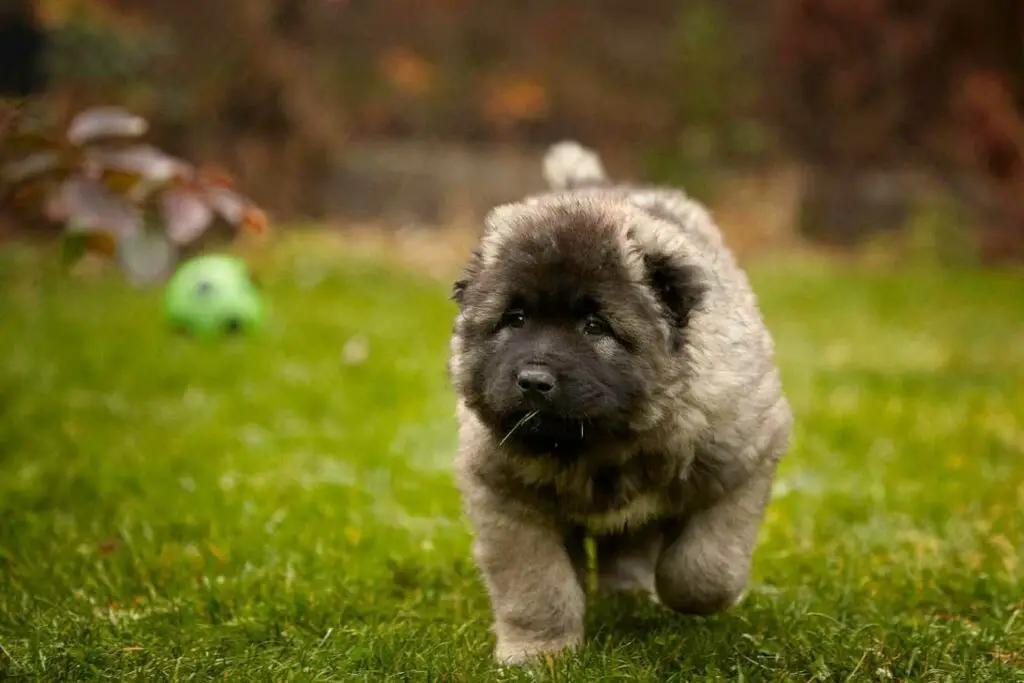 Photo chiot Berger du caucase